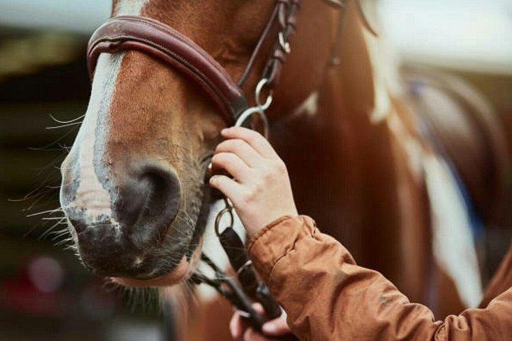 Agadir 2-Hour Horse Riding Experience with Pickup