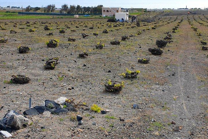 サントリーニ: 4時間のプライベートワインテイスティングツアー