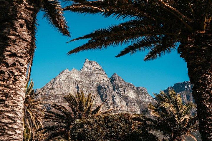 Cape Point Penguin Tour