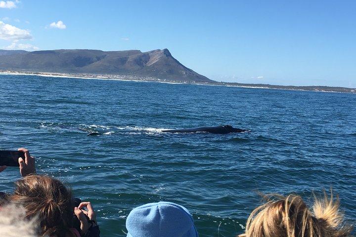 Visite d'observation des baleines à Hermanus avec prise en charge à l'hôtel