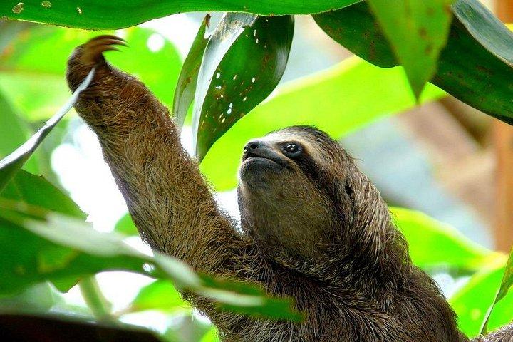 カウイタ公園とプロスペクト・プランテーション。 リモンからの海岸エクスカーション