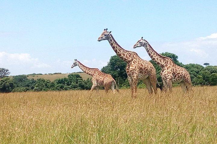 ナイロビからのナクル湖公園の2日間のプライベートガイド付きサファリ
