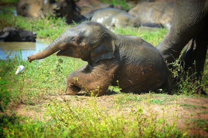 Udawalawe Nationalpark – privat jeepsafari hele dagen (8 timer)