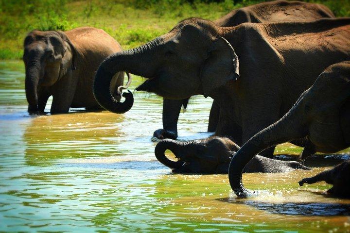 ウダワラウェ国立公園 — プライベートジープサファリ（8時間）