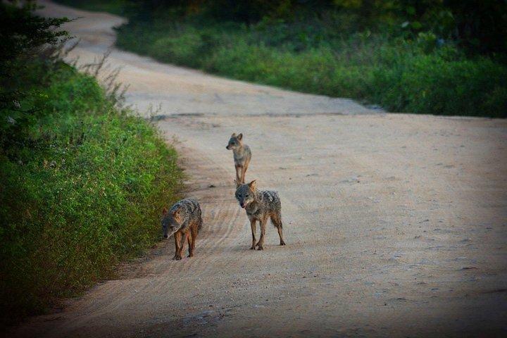 ウダワラウェ国立公園 — プライベートジープサファリ（8時間）