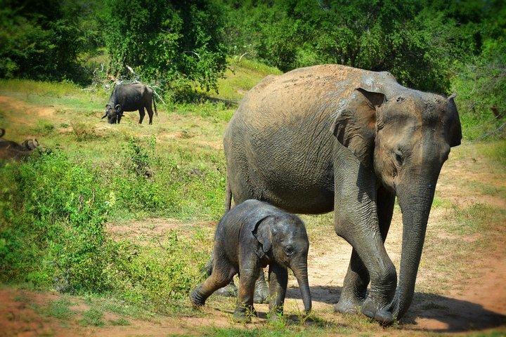 Hoteller i nærheden af Exclusive 3 - Hour Private Jeep Safari at Udawalawe National Park