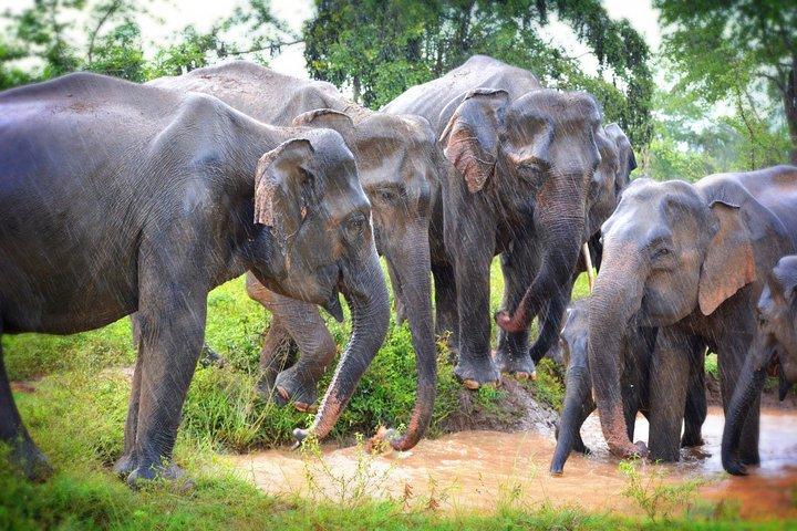 限定3 - ウダワラウェ国立公園での1時間のプライベートジープサファリ