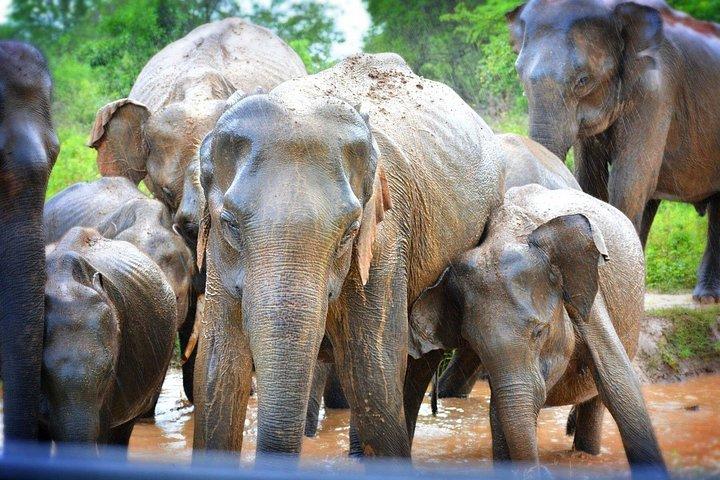 限定3 - ウダワラウェ国立公園での1時間のプライベートジープサファリ