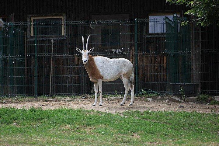 スキップ・ザ・ラインオリワ動物園グダンスクツアー&プライベート・トランスポート