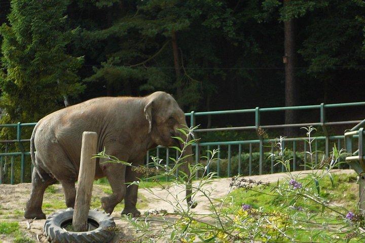 スキップ・ザ・ラインオリワ動物園グダンスクツアー&プライベート・トランスポート