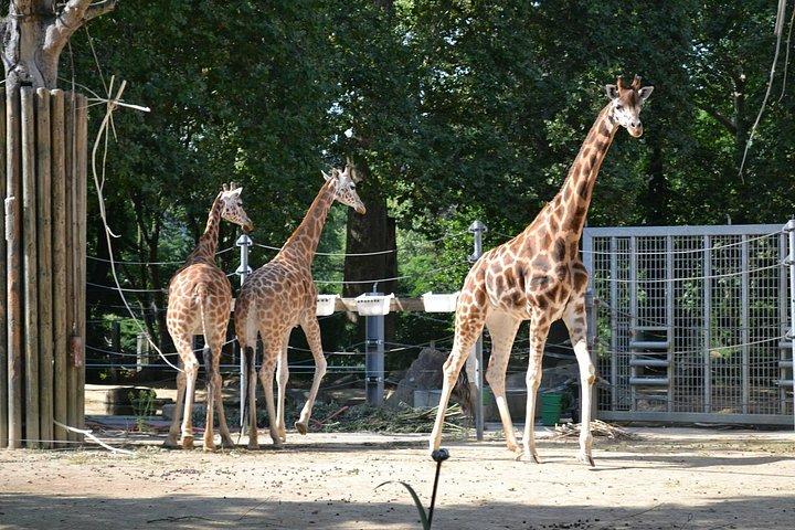 スキップ・ザ・ラインオリワ動物園グダンスクツアー&プライベート・トランスポート