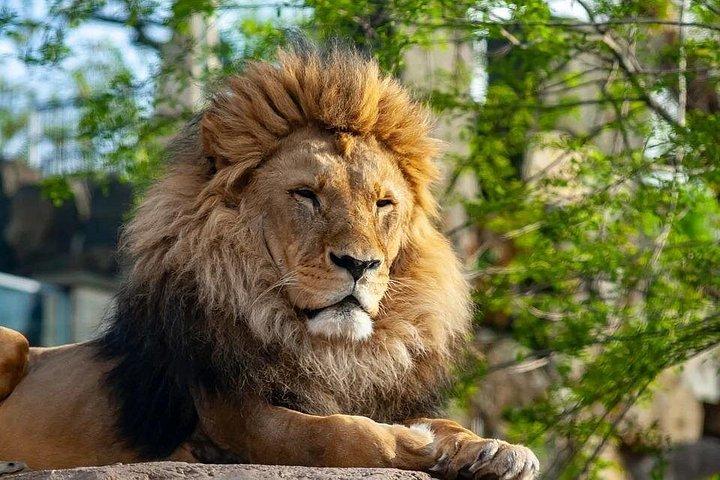 スキップ・ザ・ラインオリワ動物園グダンスクツアー＆プライベート・トランスポート