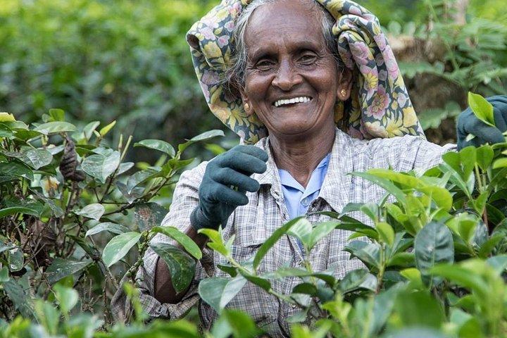 Visite culturelle guidée en petit groupe de 8 jours au Sri Lanka