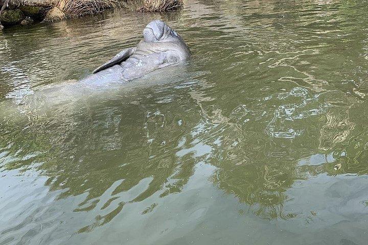 サウザンド アイランド マングローブ トンネル、マナティー & ドルフィン カヤック ツアー、ココア カヤック付き
