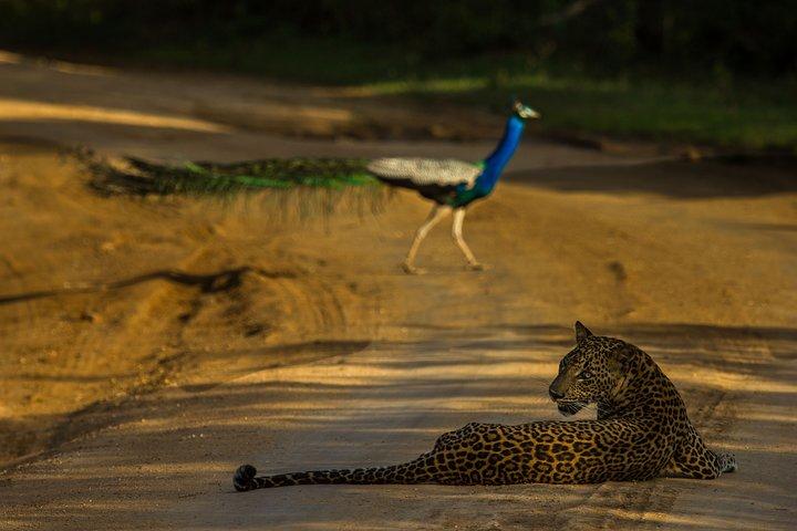 All Inclusive Private Safari in den Nationalparks Yala und Bundala mit Mittagessen