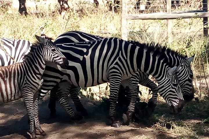 Private 3-Day Meru National Park Safari from Nairobi