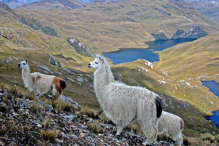 Shared Cajas National Park Full Day Tour