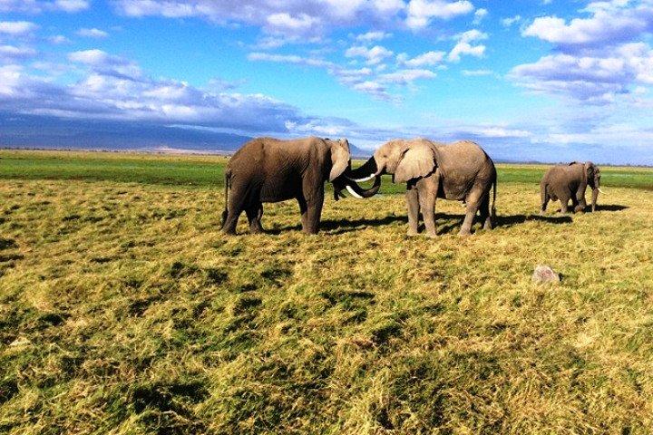 3 - Dag Masai Mara flygsafari.