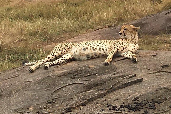 モンバサからの2日間のツァボ国立公園プライベートサファリ