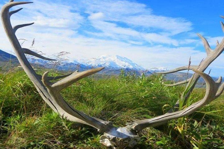 Fairbanks to Denali Shuttle Service