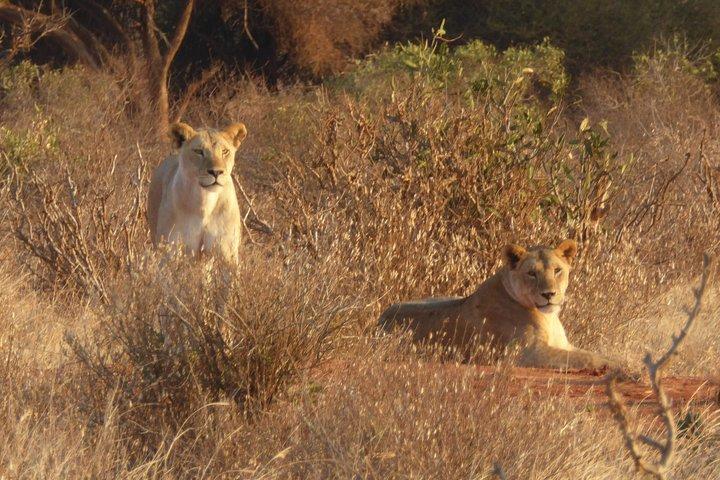 モンバサからの4日間のツァボイーストウェストとアンボセリ国立公園