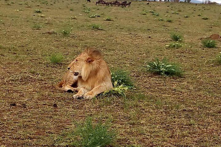モンバサからの4日間のツァボイーストウェストとアンボセリ国立公園