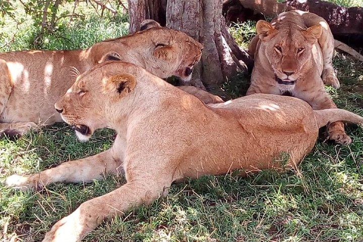 モンバサからの4日間のツァボイーストウェストとアンボセリ国立公園