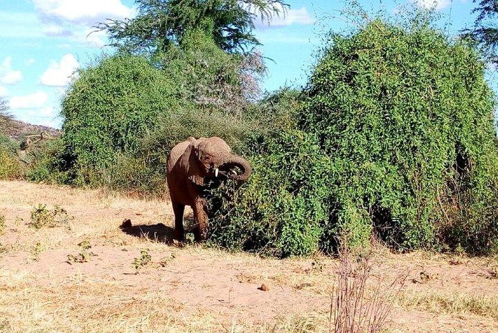 モンバサからの4日間のツァボイーストウェストとアンボセリ国立公園
