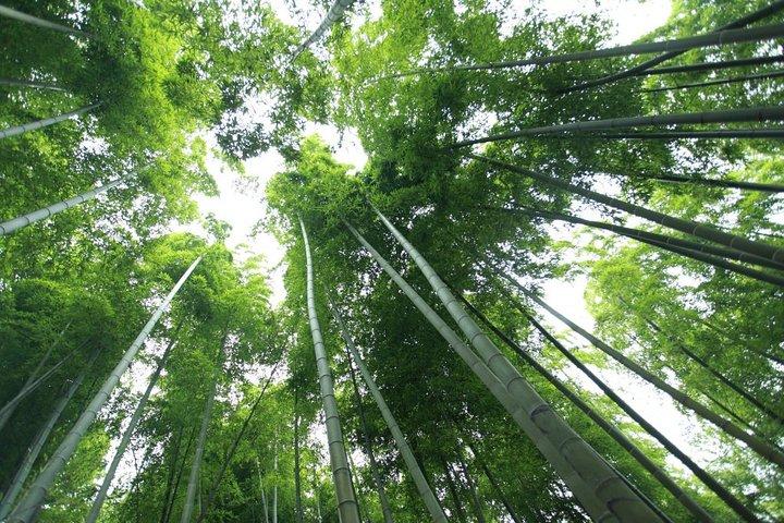 プライベートトランスファーによる上海からの莫干山セルフガイドツアー