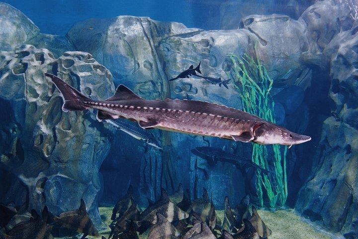 Tour privato di un'intera giornata all'Acquario di Shanghai Xintiandi e Jing’an