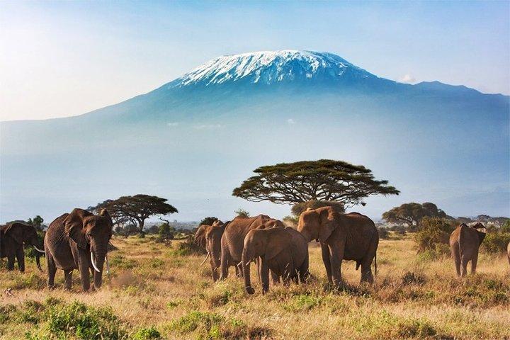 2 dagar, 1 natt - Amboseli National Park Safari från Mombasa