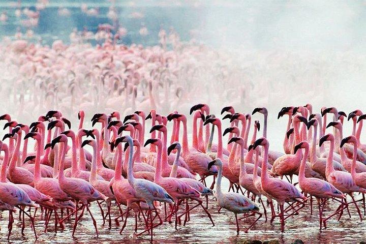 2 Days, 1 Night - Amboseli National Park Safari from Mombasa