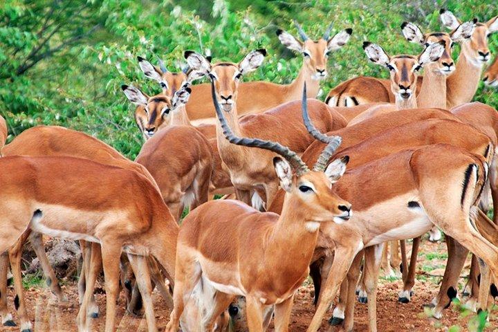 2 Days, 1 Night - Amboseli National Park Safari from Mombasa