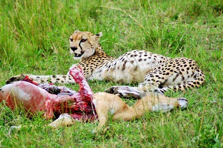 2 Days, 1 Night - Amboseli National Park Safari from Mombasa