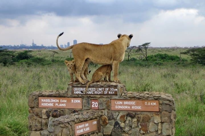 Nairobi National Park Game Drive and Transfer
