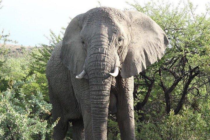 Elephant and Lion Park Safari Tour in Johannesburg (privé)