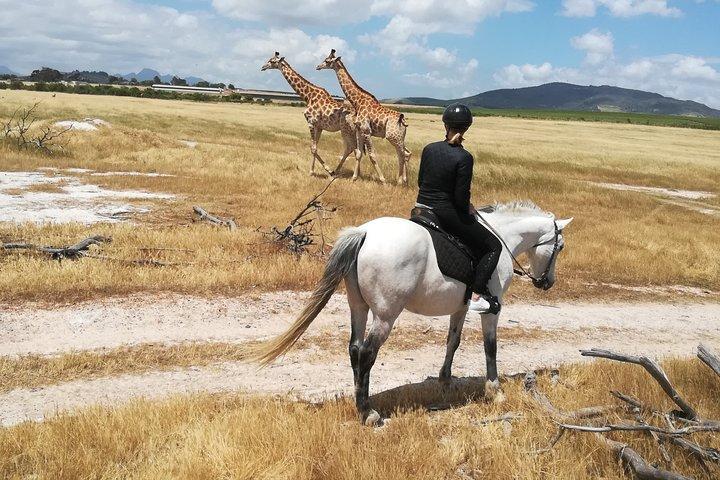 Safari de vida silvestre a caballo