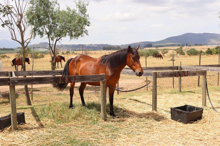 Safari naturalistico a cavallo