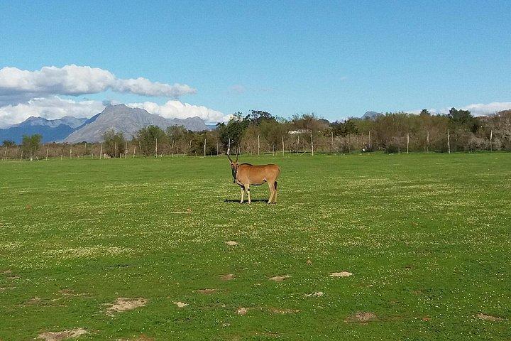 Horse Riding Wildlife Safari