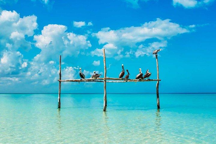 Holbox, Cenote & Two Island! + Punta Mosquito from Cancun