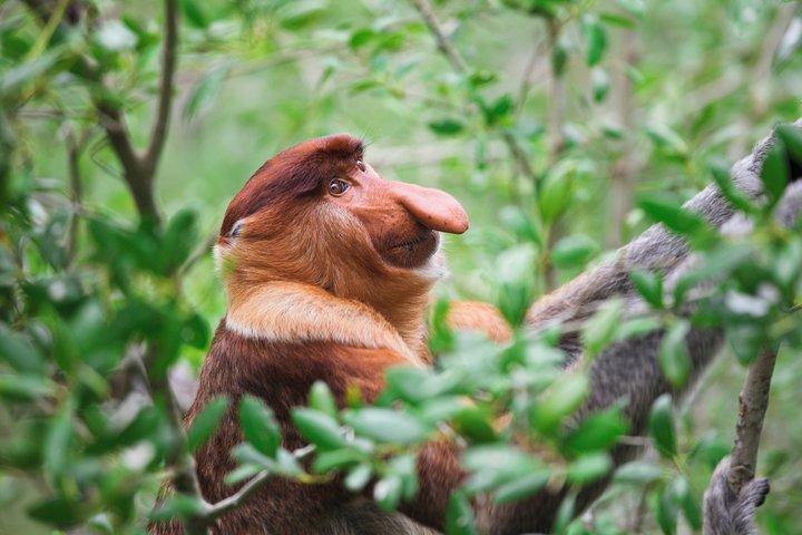 クリアスワイルドライフサファリリバークルーズ-テング猿とホタル