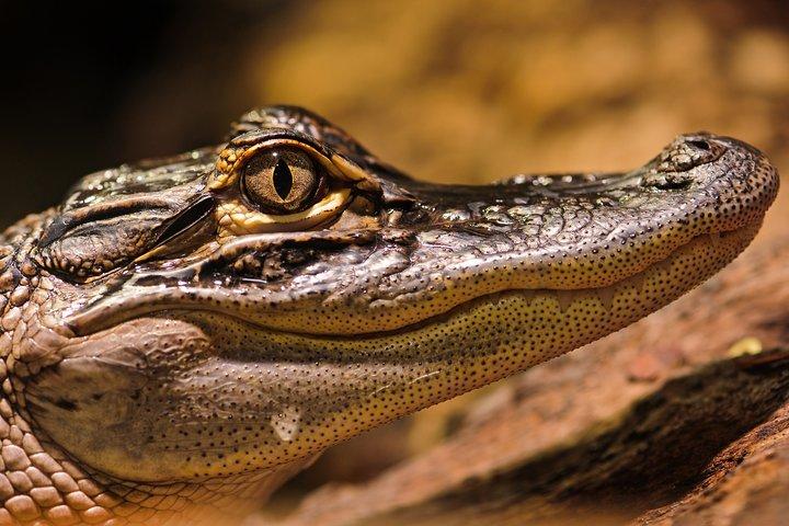 ザンジバルからのセルース ゲーム リザーブでのサファリ: 03 夜 04 日サファリ – 3 食付き