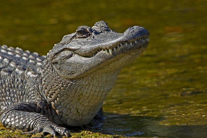 ザンジバルからのセルース ゲーム リザーブでのサファリ: 03 夜 04 日サファリ – 3 食付き