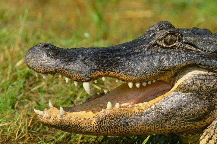 ザンジバルからのセルース ゲーム リザーブでのサファリ: 03 夜 04 日サファリ – 3 食付き