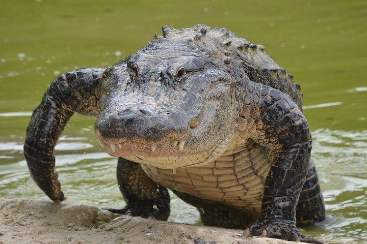 ザンジバルからのセルース ゲーム リザーブでのサファリ: 03 夜 04 日サファリ – 3 食付き