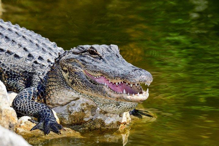 ザンジバルからのセルース ゲーム リザーブでのサファリ: 03 夜 04 日サファリ – 3 食付き