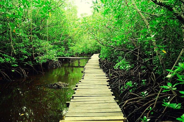 Jozani Forest Reserve Half-Day Guided Tour from Zanzibar
