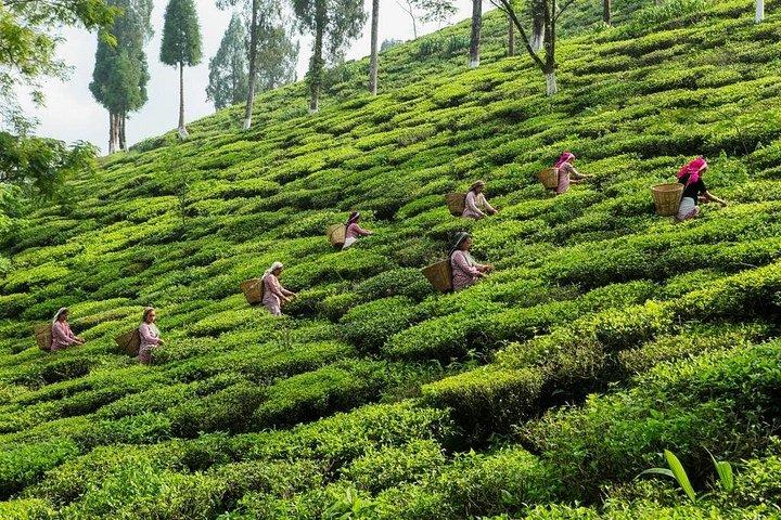 Day_Trippers (Darjeeling Heldagstur).