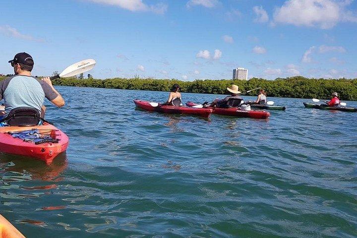 サラソタ ガイド付きマングローブ トンネル カヤック ツアー