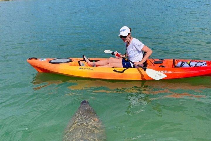 サラソタ ガイド付きマングローブ トンネル カヤック ツアー